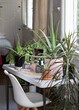 indoor potted plant collection in room with white table and chair