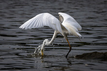 Eastern Great Egret Hunting For Fish. The Eastern Gret Egret Is From The Family Ardea Modesta