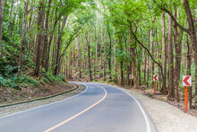 Road Through Bilar Man-Made Forest On Bohol Island, Philippines