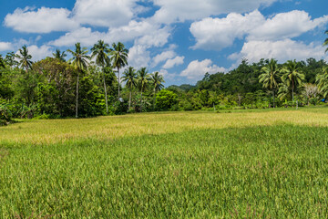 Wall Mural - Rice fields on Bohol island, Philippines.