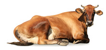 Cute Brown Cow Lying On White Background, Banner Design. Animal Husbandry