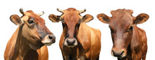 Set With Cute Cows On White Background, Banner Design. Animal Husbandry