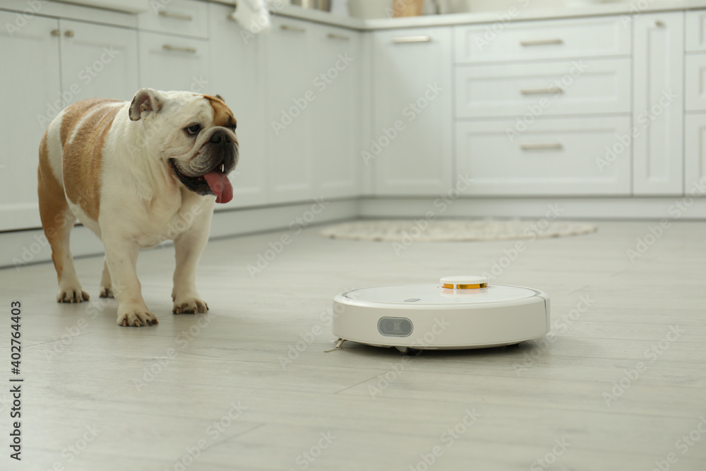 Robotic vacuum cleaner and adorable dog on floor in kitchen - obrazy, fototapety, plakaty 