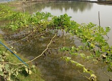 Calabash Or Bottle Gourd Vegetable Garden Over A Water Reservoir
