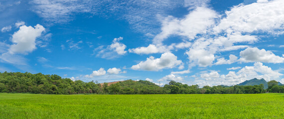 Wall Mural - panorama landscape view of green grass field agent blue sky
