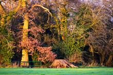 Colourful Landscape With Sunlit Trees In The Park At Sunset, England