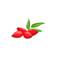 Wall Mural - Rose hip fruits or berries icon, food from farm garden and forest, vector. Rosehip fruits, rose hip or hep haw ripe harvest for jam or juice package, natural food ingredient and dessert berries