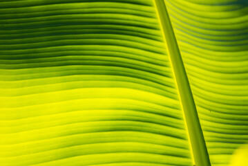 Banana leaf green background wall leaves texture line plant fresh pattern closeup life tropical abstract.Abstract green background of banana leaf with shade and light.