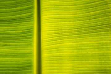 Banana leaf green background wall leaves texture line plant fresh pattern closeup life tropical abstract.Abstract green background of banana leaf with shade and light.