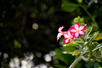 A pair of beautiful white and pink desert rose or adenium obesum flowers. The two flowers are against a dark, blurred nature background with copy space with room for text.