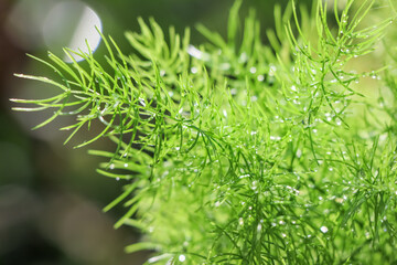 Wall Mural - Asparagus fern are growing up