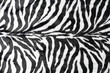 black white stripes real zebra
