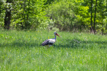 Stork