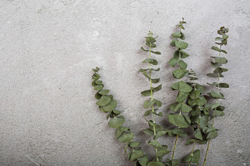 Wall Mural - Flowers holiday composition. Eucalyptus flowers on branch on gray concrete background. Flat lay, top view, copy space, mockup