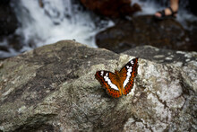 Butterfly On The Rock Near The Waterfall