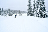 Fototapeta Tulipany - Cross country skiing in the mountains.  Family activity.