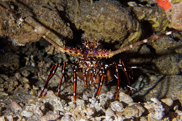 Spiny lobster