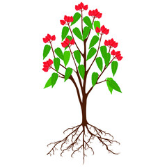 Wall Mural - bixa orellana or anatto tree with fruits on a white background.
