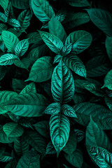  abstract green leaves texture, nature background, dark tone wallpaper