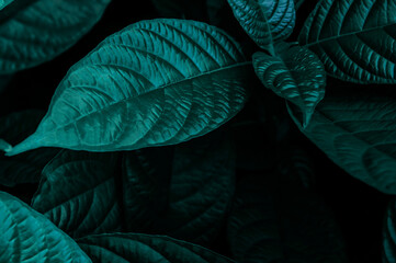 abstract green leaves texture, nature background, dark tone wallpaper