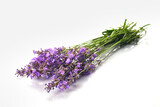 Fototapeta Lawenda - Bunch of Lavender flowers isolated on white background.