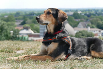 Schöner Hund im Platz