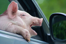 The Piglet Yawns Sadly From The Car Window