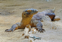Predatory Reptile Komodo Monitor Lizard Froze In Place And Looks Somewhere
