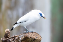 The White Bali Myna, Also Known As Rothschild's Mynah, Bali Starling, Or Bali Mynah, Locally Known As Jalak Bali, Is A Medium-sized, Stocky Myna Standing On A Log.