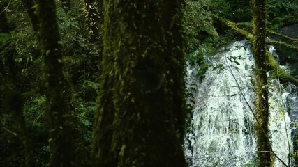 Wall Mural - pan video shot of natural waterfall in the rainforest
