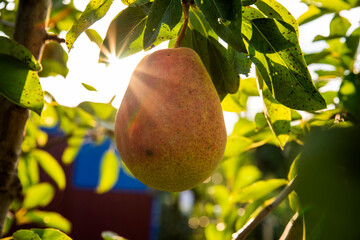 ripe large pear on a branch, in the sun