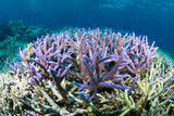 Fototapeta Do akwarium - Pristine staghorn coral at scuba diving site in Indonesia