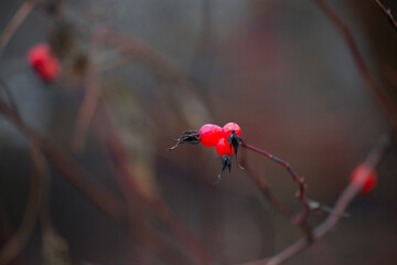 red nature