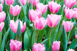 Fototapeta Tulipany - beautiful pink tulips blooming in the winter.
