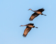 Sandhill Cranes (Antigone Canadensis) Flying, Galveston, Texas, USA.