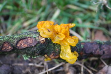 Yellow Brain Fungus (tremella Mesenterica) On A Weathered Twig In The Forest