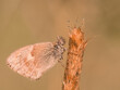 Detailreiche Nahaufnahme von einen mit Tautropfen benetzter Schmetterling der an einen Grashalm sitzt.