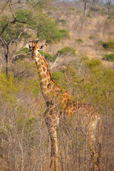 Giraffe standing tall in the African bush, Kruger National Park South Africa