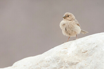 Sinai Rosefinch, Carpodacus synoicus