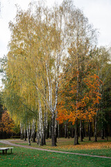 Wall Mural - autumn