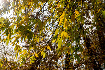 Wall Mural - autumn