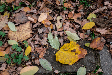 Wall Mural - autumn