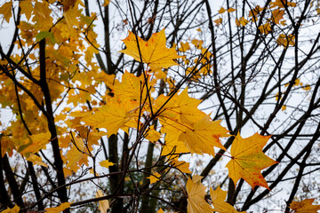 Wall Mural - autumn