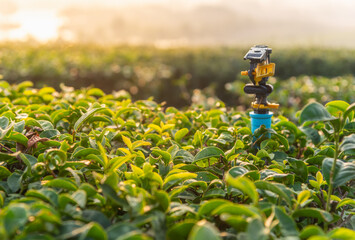 Sticker - Tea leaf in gold color of sunrise light at tea plantation.