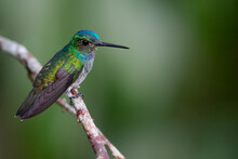 Charming Hummingbird, Polyerata Decora