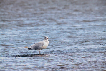 Wall Mural - seagull on the beach