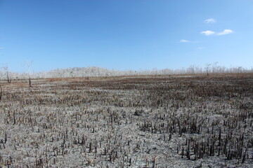 Poster - Everglades after a forest fire