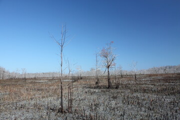 Canvas Print - barren forest fire area