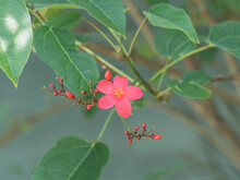 Jatropha Integerrima | Flower Clusters Of Small Tree Of Peregrina Or Spicy Jatropha With Brilliant Scarlet Red Star-shaped Petals, Yellow Stamens, Glossy Leaves With Sharp Pointed Lobes