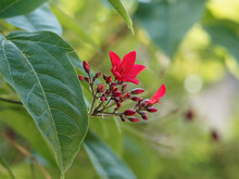 Jatropha Integerrima | Flower Clusters Of Small Tree Of Peregrina Or Spicy Jatropha With Brilliant Scarlet Red Star-shaped Petals, Yellow Stamens, Glossy Leaves With Sharp Pointed Lobes